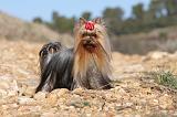 YORKSHIRE TERRIER 171